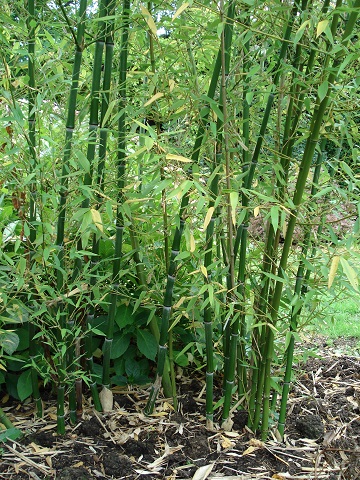 Phyllostachys dulcis